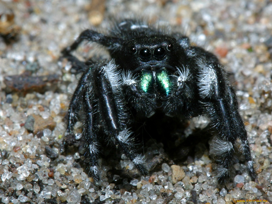 daringjumpingspider, , 